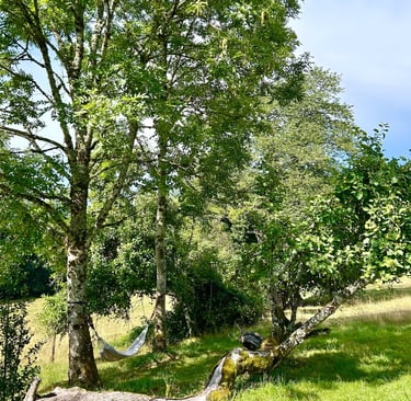 hamac sous les arbres dans les vosges