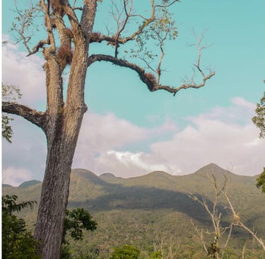 View of the El Ocote jungle mountain-sides under a turquoise blue sky on a Chiapas Birding adventure