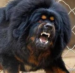 Mastim Tibetano