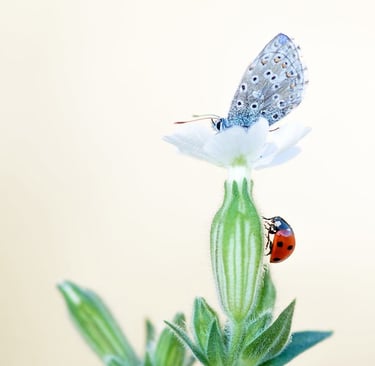 a ladybug butterfly on a flower