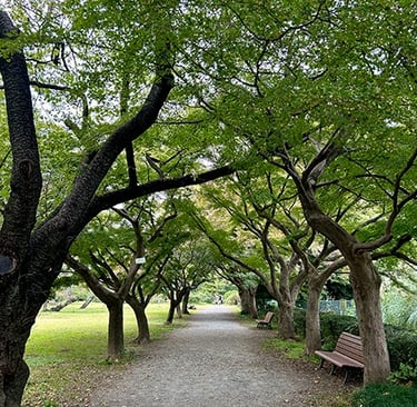 jardins botaniques de Koishikawa à Tokyo