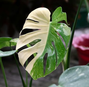 First signs of maturity in Monstera plants with splits in the leaves