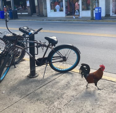 Les coqs qui vivent dans les rues de Key West