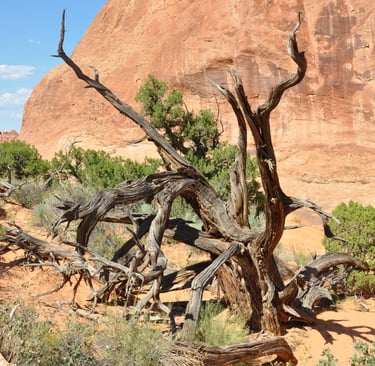 Arches National Park, Utah, USA
