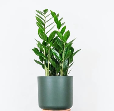 zamioculcas