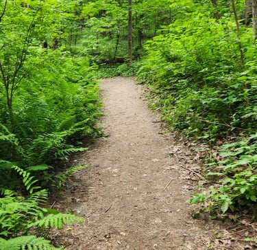 a path leading to a forest with ferns