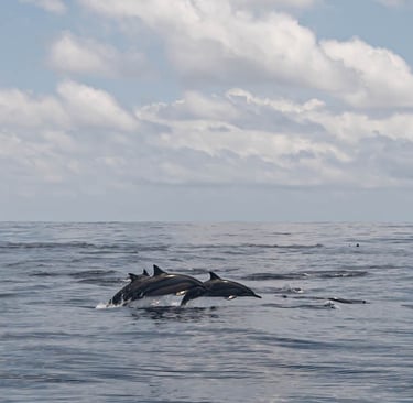 Dolphins swimming near a fishing boat in Zanzibar – Sustainable fishing experience