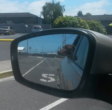 dog reflection in car side mirror