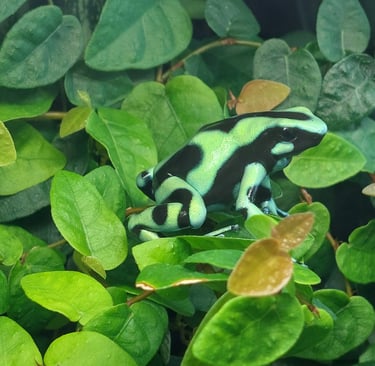 Dendrobates auratus