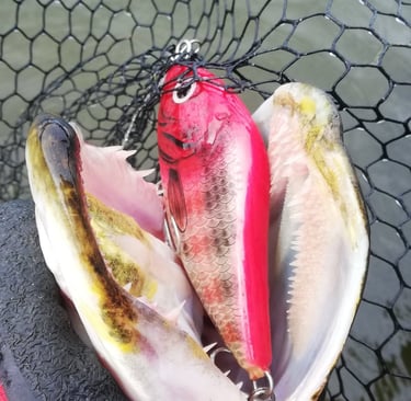 un leurre "salmo slider" dans la bouche d'un brochet.