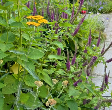 Vaste planten in een tuin met roze en paars