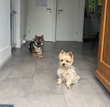 Chien Shikoku Yorkshire garde