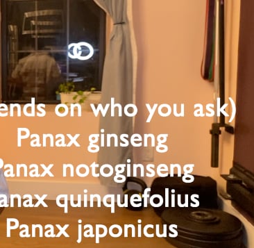 types of ginseng include Panax ginseng, Panax notoginseng, Panax quinquefolius, Panax japonicus