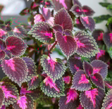 colorful shade Coleus leaves in a hanging basket
