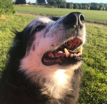 A picture of a dog looked after by Happy Tails MK pet sitting service in Milton Keynes