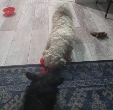 Two Dogs playing during daycare