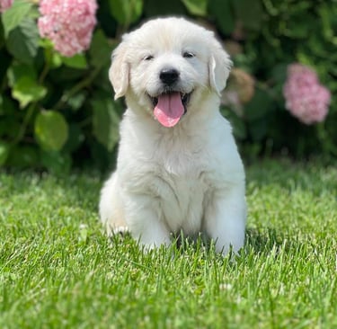 Chiot golden retriever blanc, assis devant un champ de fleurs colorées
