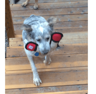 Bailey's behavior modificaiton journey, toys are fun