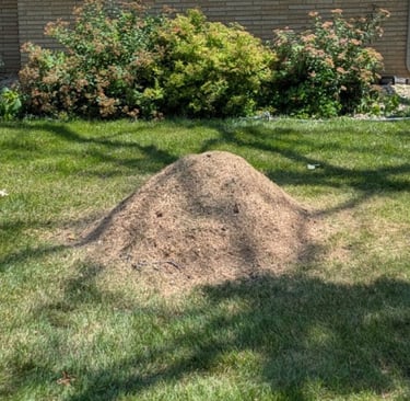 stump grinding debris