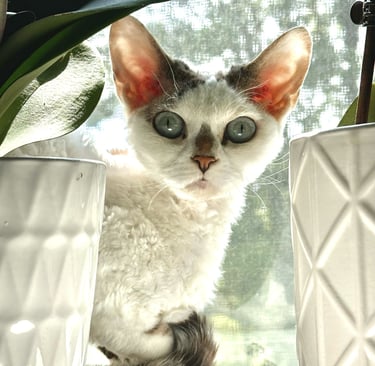 Dominika sitting on a table in front of a window