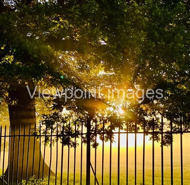 Golden sunrise sunlight glowing through lush green tree leaves behind a black metal wrought iron fence.