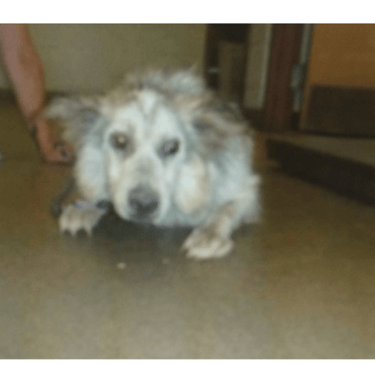 Bailey at the shelter with very fearful body language