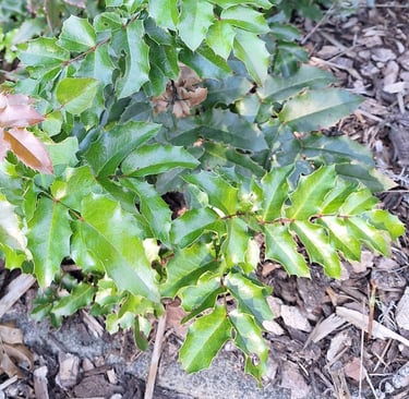 small green Dwarf Holly bushes in full sun