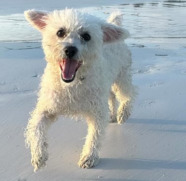 Perro en playa Holbox