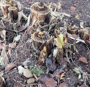 Banana palms ready for winter