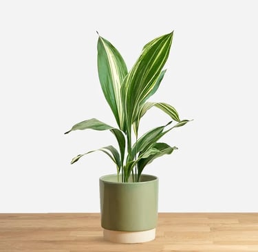 aspidistra