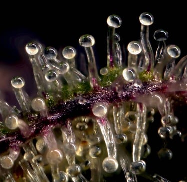 Gros plan sur les trichomes d’une fleur de CBD à la loupe