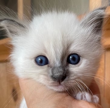 chaton sacré de Birmanie bleu point