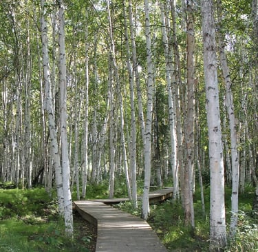Fairbanks, AK - The white bark of the Birch Tree is a wonder of Alaska