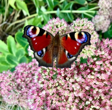 papillon cercles de femmes abbaretz nozay le chemin de la chouette