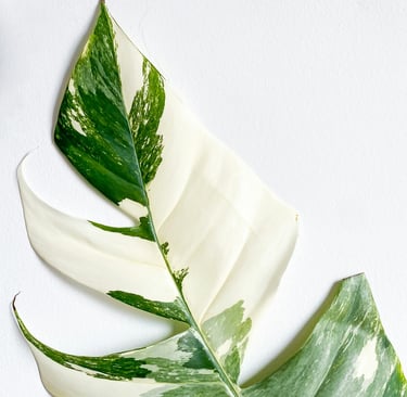 Mature Epipremnum Pinnatum Albo Variegata leaves with split fenestrations and holes