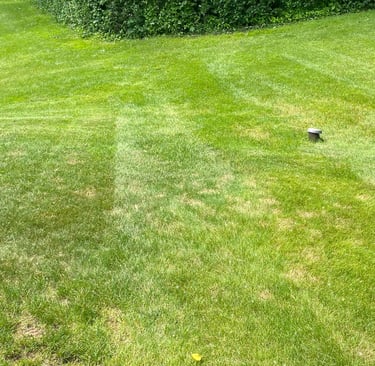 a yard that was just mowed and bushes that were just trimmed