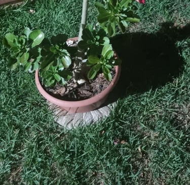 Rosa do deserto