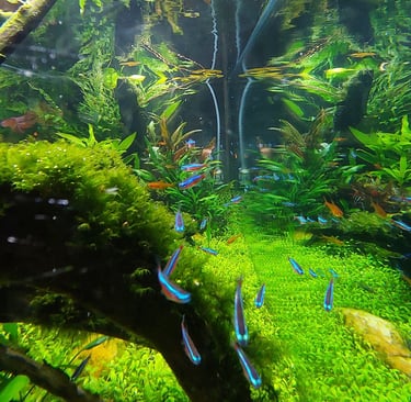 neon aquario plantado agua limpa