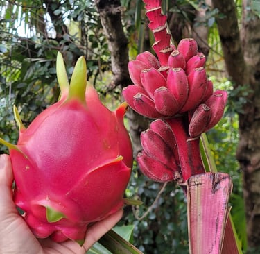 pink dragonfruit and bananas