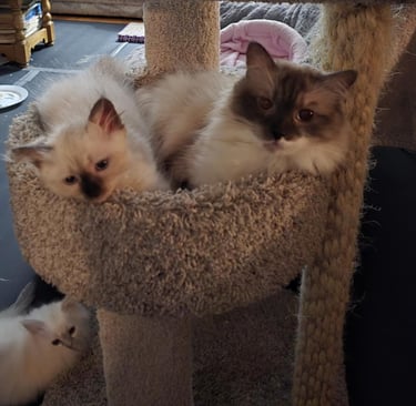 Seal Color Point Hypoallergenic Russian Siberian Forest Cat and kitten in cat tree