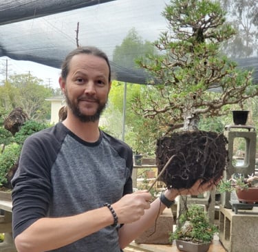 Colin Purcell repots a Japanese black pine bonsai