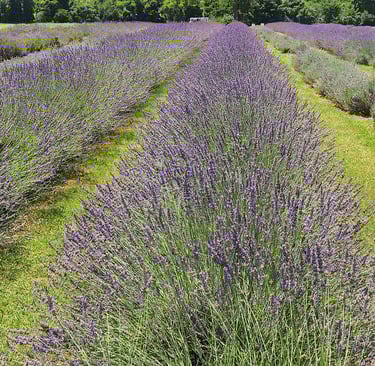 multiple purple flowering lavender bushes