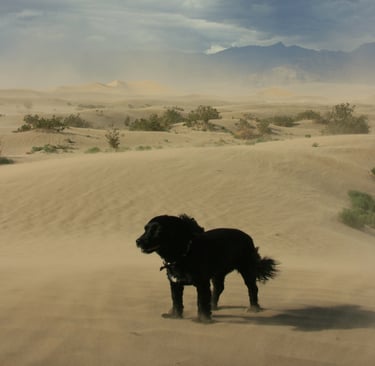 Sandy Dog, Death Valley, CA