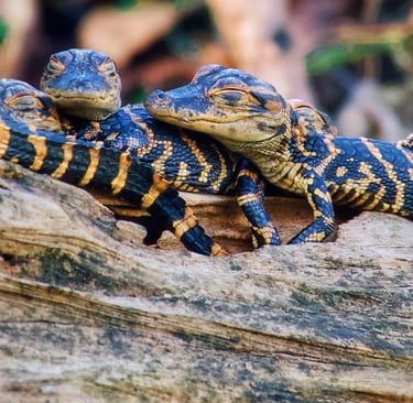 Baby American alligators with black and yellow patterns resting together on a wooden log.