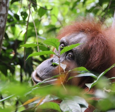 Sumatra Trip