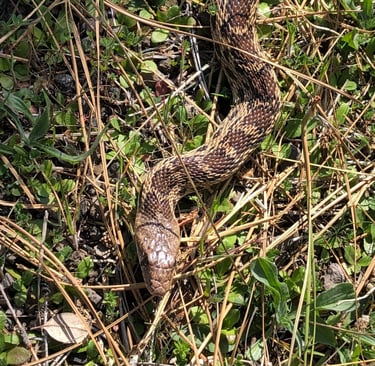 A brown and tan snake in short grass