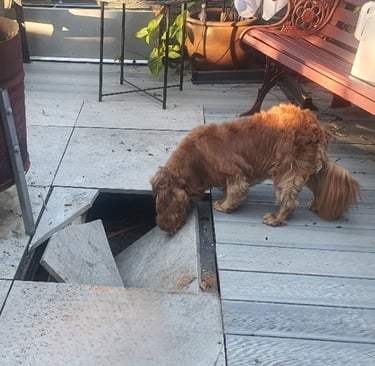 dog looking under a broken tile