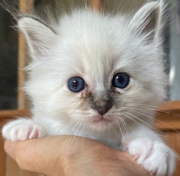 chaton sacré de birmanie bleue tabby
