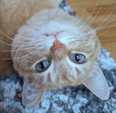 cute cat looking at you upside down