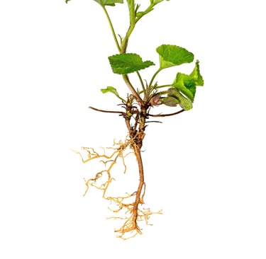 Root Plan - Essential Website Management